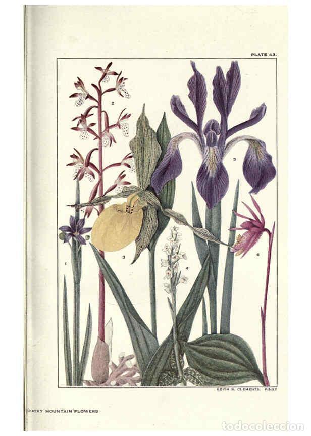 Sammeln von Zeitschriften und Zeitungen: Reproducci&oacute;n/Reproduction 6279691313: Rocky mountain flowers New York city,the H.W. Wilson company,1