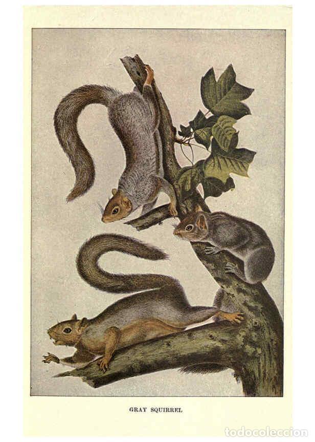 Sammeln von Zeitschriften und Zeitungen: Reproducci&oacute;n/Reproduction 6286177906: Squirrels and other fur-bearers Boston ;Houghton Mifflin compa