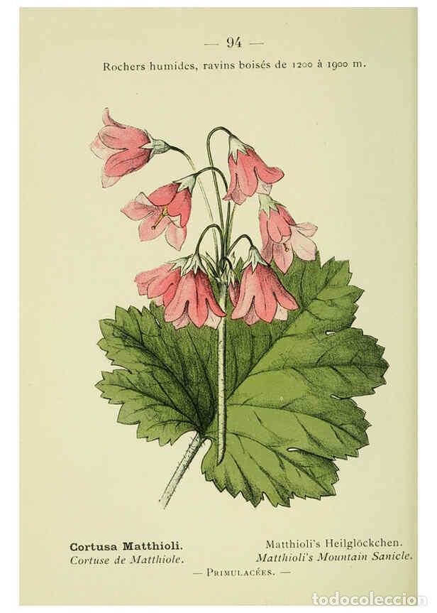 Sammeln von Zeitschriften und Zeitungen: Reproducci&oacute;n/Reproduction 6298289015: Nouvelle flore colori&eacute;e de poche des Alpes et des Pyr&eacute;n&eacute;es. v.