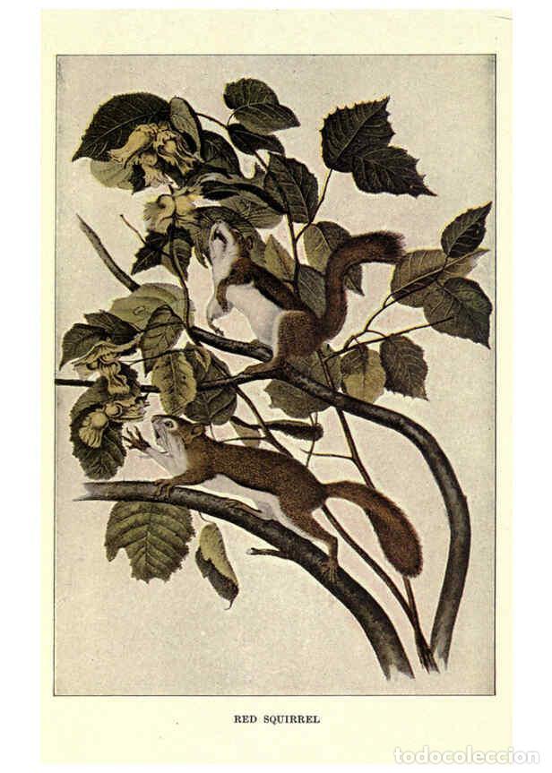 Sammeln von Zeitschriften und Zeitungen: Reproducci&oacute;n/Reproduction 6286180836: Squirrels and other fur-bearers Boston ;Houghton Mifflin compa