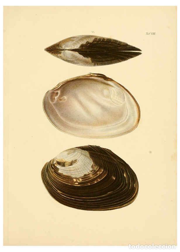 Sammeln von Zeitschriften und Zeitungen: Reproducci&oacute;n/Reproduction 6288946096: Ueber Vorderasiatische Conchylien nach den Sammlungen Cassel,T