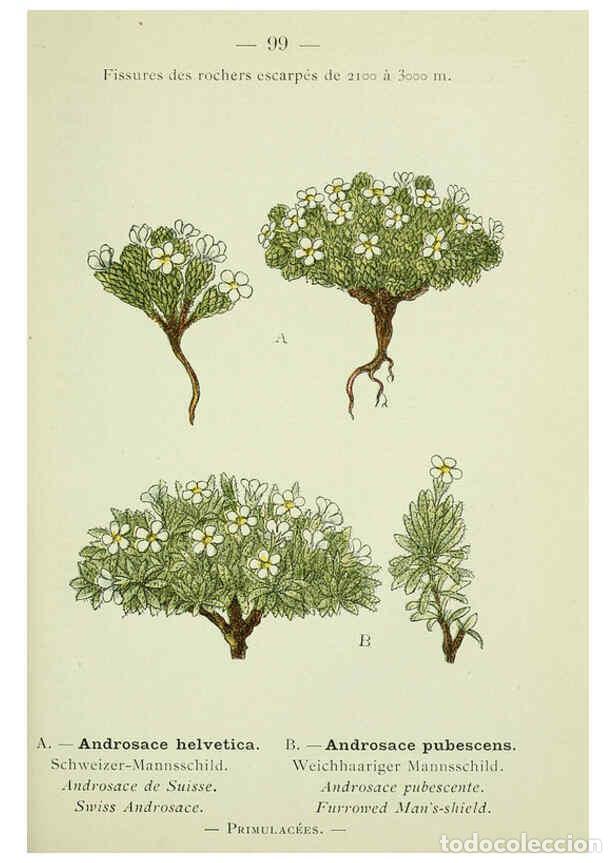 Sammeln von Zeitschriften und Zeitungen: Reproducci&oacute;n/Reproduction 6298290925: Nouvelle flore colori&eacute;e de poche des Alpes et des Pyr&eacute;n&eacute;es. v.