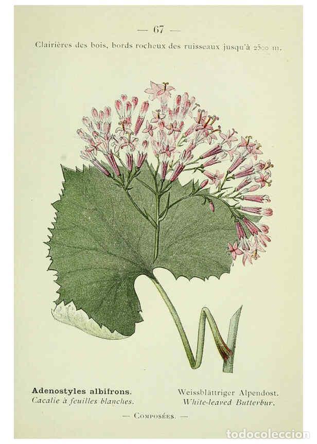 Collection Magazines and Newspapers: Reproducci&oacute;n/Reproduction 6298280729: Nouvelle flore colori&eacute;e de poche des Alpes et des Pyr&eacute;n&eacute;es. v.