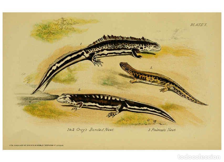 Collection Magazines and Newspapers: Reproducci&oacute;n/Reproduction 6298729802: Our reptiles and batrachians London,W. H. Allen & co., limited