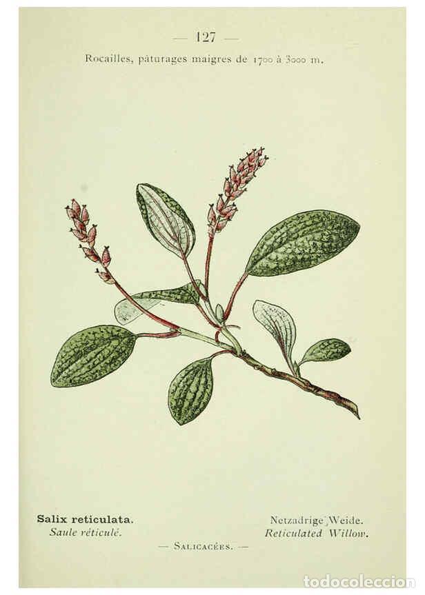 Collection Magazines and Newspapers: Reproducci&oacute;n/Reproduction 6298298489: Nouvelle flore colori&eacute;e de poche des Alpes et des Pyr&eacute;n&eacute;es. v.