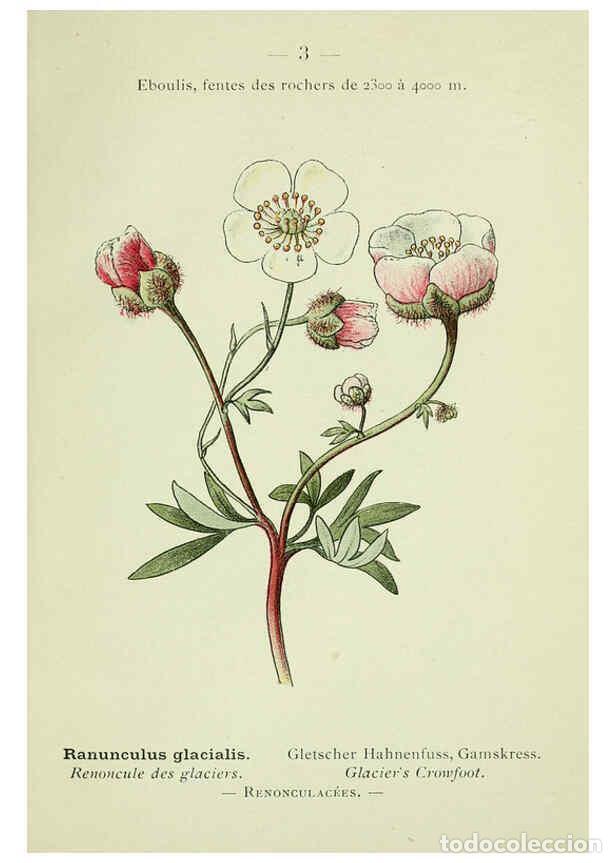 Collection Magazines and Newspapers: Reproducci&oacute;n/Reproduction 6298791700: Nouvelle flore colori&eacute;e de poche des Alpes et des Pyr&eacute;n&eacute;es. v.