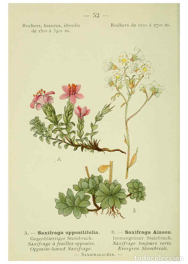 Collection Magazines and Newspapers: Reproducci&oacute;n/Reproduction 6298276849: Nouvelle flore colori&eacute;e de poche des Alpes et des Pyr&eacute;n&eacute;es. v.