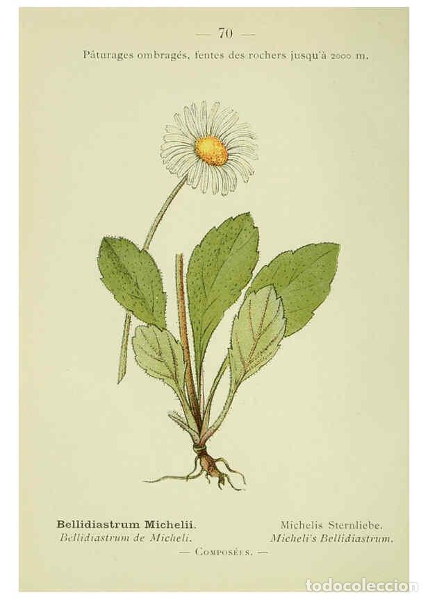 Collection Magazines and Newspapers: Reproducci&oacute;n/Reproduction 6298812948: Nouvelle flore colori&eacute;e de poche des Alpes et des Pyr&eacute;n&eacute;es. v.