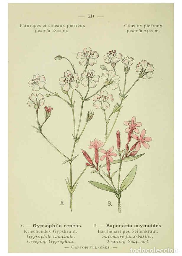 Collection Magazines and Newspapers: Reproducci&oacute;n/Reproduction 6298266263: Nouvelle flore colori&eacute;e de poche des Alpes et des Pyr&eacute;n&eacute;es. v.