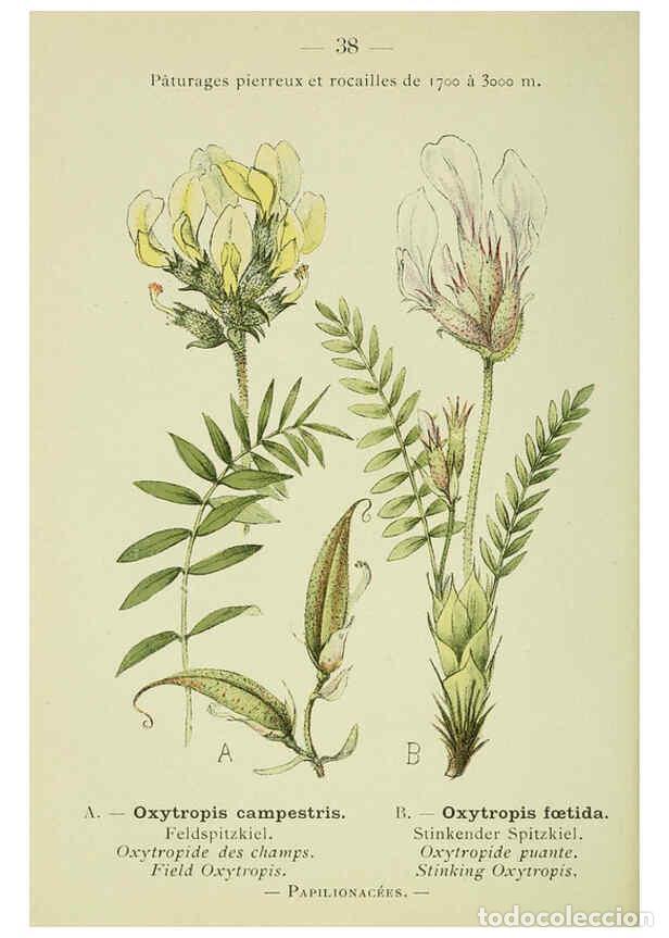 Collection Magazines and Newspapers: Reproducci&oacute;n/Reproduction 6298272809: Nouvelle flore colori&eacute;e de poche des Alpes et des Pyr&eacute;n&eacute;es. v.