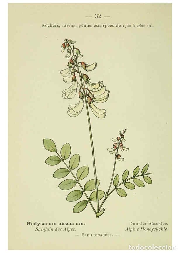 Collection Magazines and Newspapers: Reproducci&oacute;n/Reproduction 6298801758: Nouvelle flore colori&eacute;e de poche des Alpes et des Pyr&eacute;n&eacute;es. v.