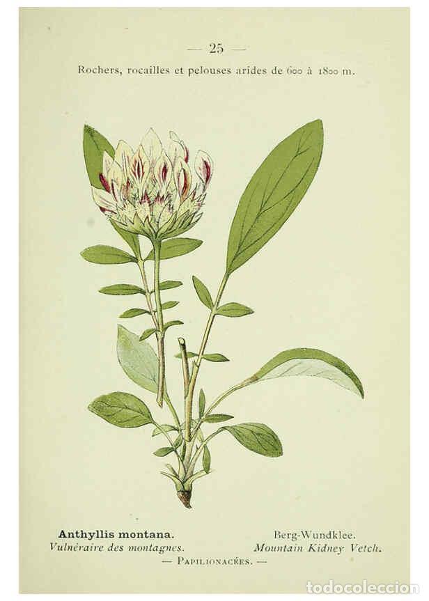 Collection Magazines and Newspapers: Reproducci&oacute;n/Reproduction 6298267605: Nouvelle flore colori&eacute;e de poche des Alpes et des Pyr&eacute;n&eacute;es. v.