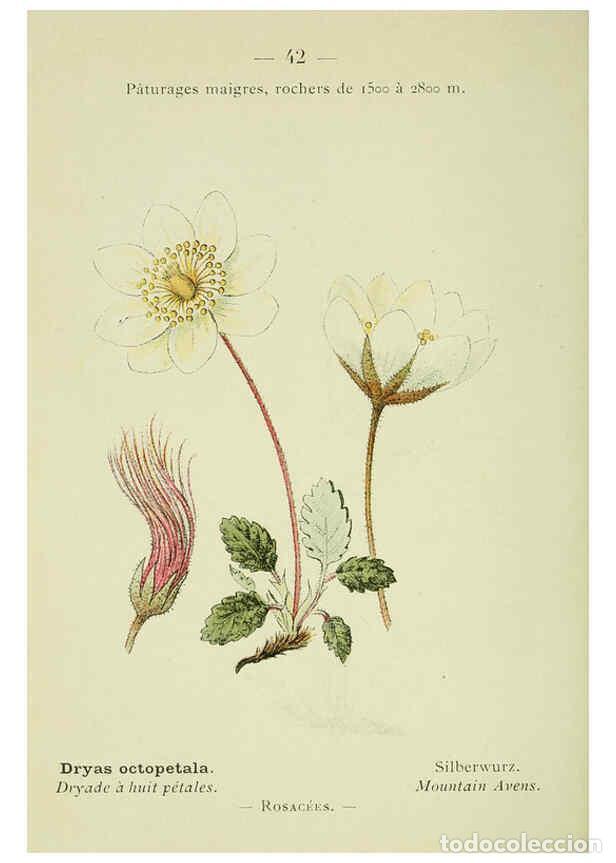 Collection Magazines and Newspapers: Reproducci&oacute;n/Reproduction 6298805508: Nouvelle flore colori&eacute;e de poche des Alpes et des Pyr&eacute;n&eacute;es. v.