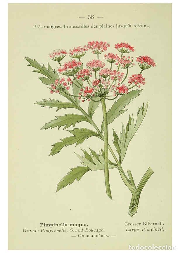 Collection Magazines and Newspapers: Reproducci&oacute;n/Reproduction 6298809748: Nouvelle flore colori&eacute;e de poche des Alpes et des Pyr&eacute;n&eacute;es. v.