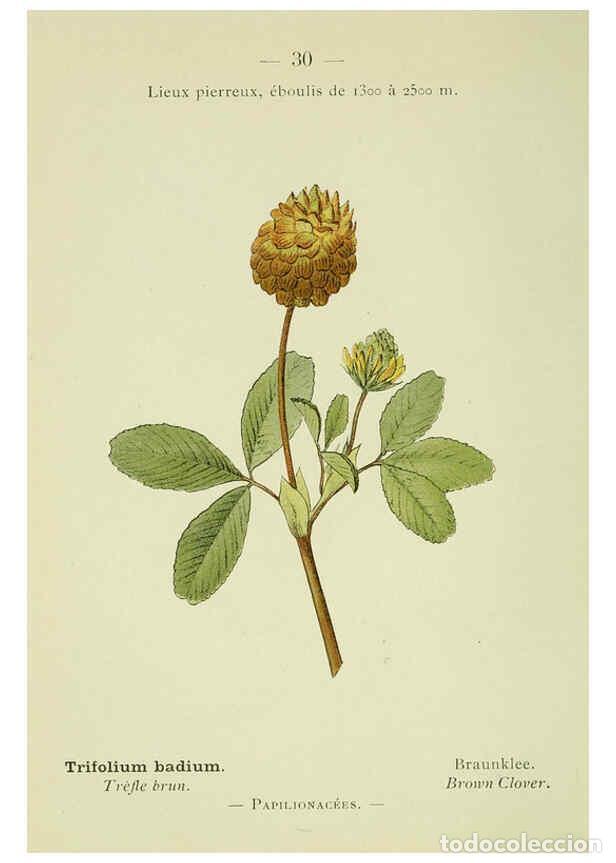 Collection Magazines and Newspapers: Reproducci&oacute;n/Reproduction 6298800864: Nouvelle flore colori&eacute;e de poche des Alpes et des Pyr&eacute;n&eacute;es. v.