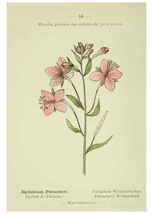 Collection Magazines and Newspapers: Reproducci&oacute;n/Reproduction 6298807174: Nouvelle flore colori&eacute;e de poche des Alpes et des Pyr&eacute;n&eacute;es. v.