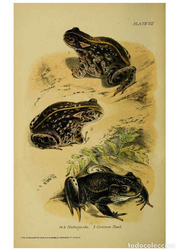 Collection Magazines and Newspapers: Reproducci&oacute;n/Reproduction 6298197415: Our reptiles and batrachians London,W. H. Allen & co., limited