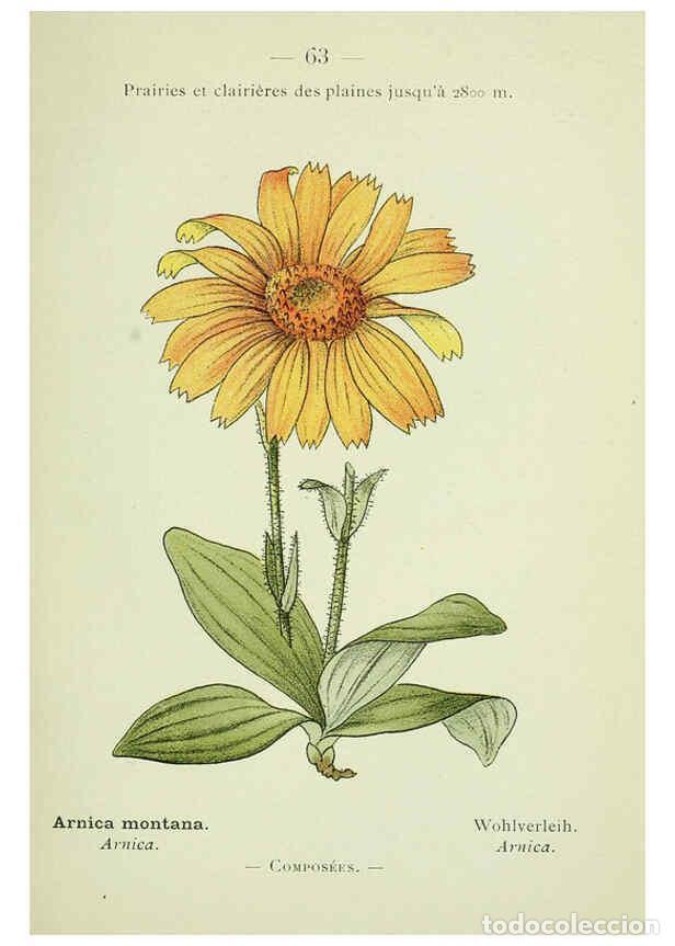 Collection Magazines and Newspapers: Reproducci&oacute;n/Reproduction 6298279603: Nouvelle flore colori&eacute;e de poche des Alpes et des Pyr&eacute;n&eacute;es. v.