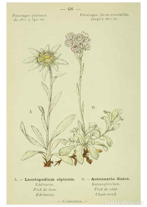 Collection Magazines and Newspapers: Reproducci&oacute;n/Reproduction 6298812260: Nouvelle flore colori&eacute;e de poche des Alpes et des Pyr&eacute;n&eacute;es. v.