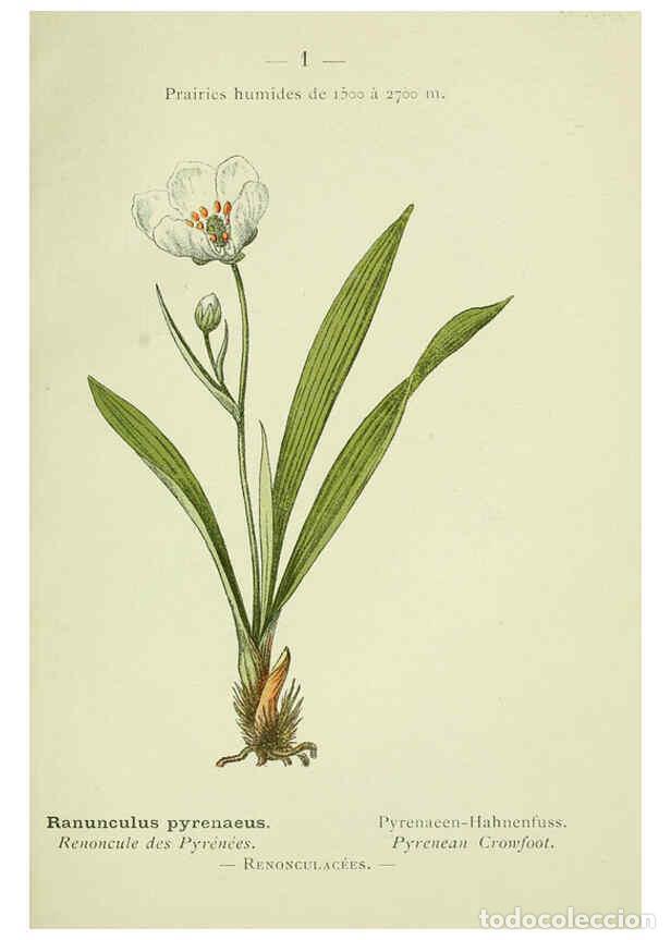 Collection Magazines and Newspapers: Reproducci&oacute;n/Reproduction 6298260083: Nouvelle flore colori&eacute;e de poche des Alpes et des Pyr&eacute;n&eacute;es. v.