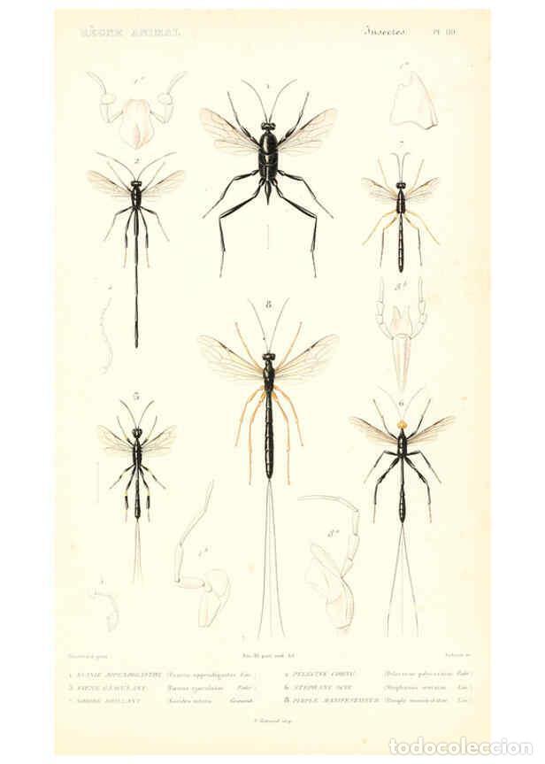 Collection Magazines and Newspapers: Reproducci&oacute;n/Reproduction 6299066940: Le r&egrave;gne animal distribu&eacute; d'apr&egrave;s son organisation. v.6-7. pt.