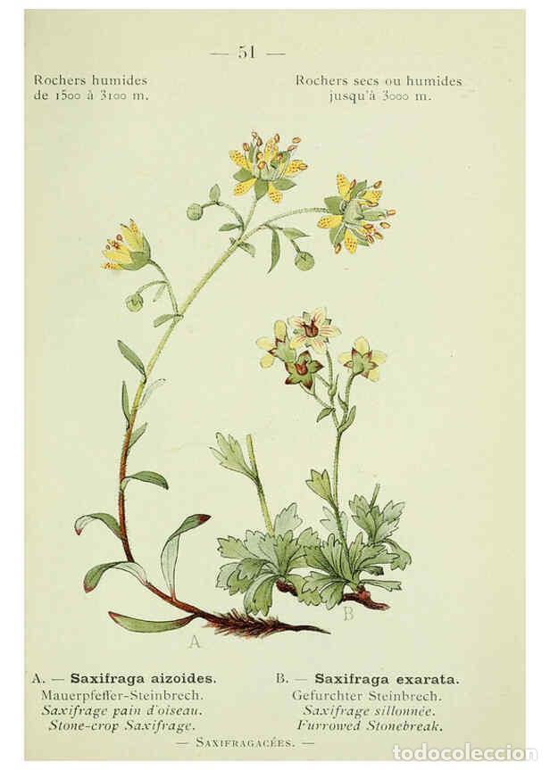 Collection Magazines and Newspapers: Reproducci&oacute;n/Reproduction 6298276551: Nouvelle flore colori&eacute;e de poche des Alpes et des Pyr&eacute;n&eacute;es. v.