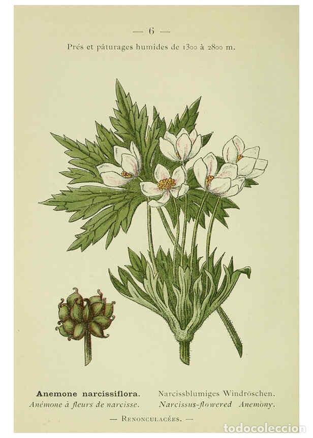 Collection Magazines and Newspapers: Reproducci&oacute;n/Reproduction 6298261825: Nouvelle flore colori&eacute;e de poche des Alpes et des Pyr&eacute;n&eacute;es. v.