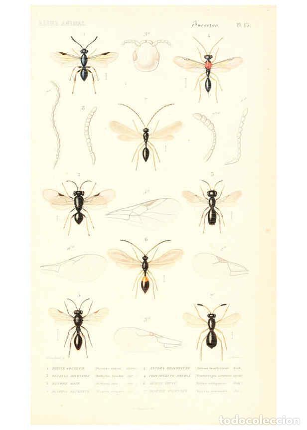 Collection Magazines and Newspapers: Reproducci&oacute;n/Reproduction 6298536435: Le r&egrave;gne animal distribu&eacute; d'apr&egrave;s son organisation. v.6-7. pt.