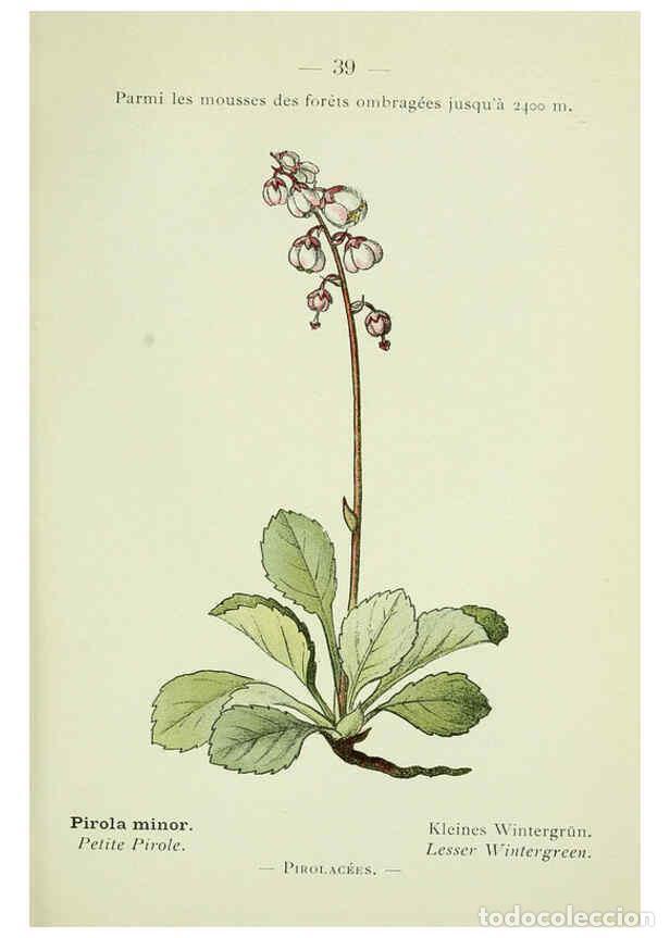 Collection Magazines and Newspapers: Reproducci&oacute;n/Reproduction 6298804564: Nouvelle flore colori&eacute;e de poche des Alpes et des Pyr&eacute;n&eacute;es. v.