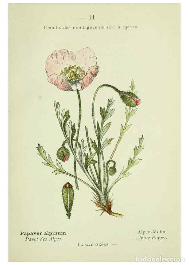 Collection Magazines and Newspapers: Reproducci&oacute;n/Reproduction 6298794510: Nouvelle flore colori&eacute;e de poche des Alpes et des Pyr&eacute;n&eacute;es. v.