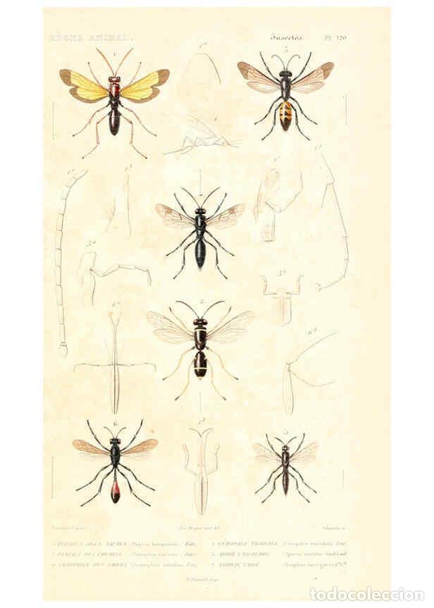 Collection Magazines and Newspapers: Reproducci&oacute;n/Reproduction 6299069968: Le r&egrave;gne animal distribu&eacute; d'apr&egrave;s son organisation. v.6-7. pt.