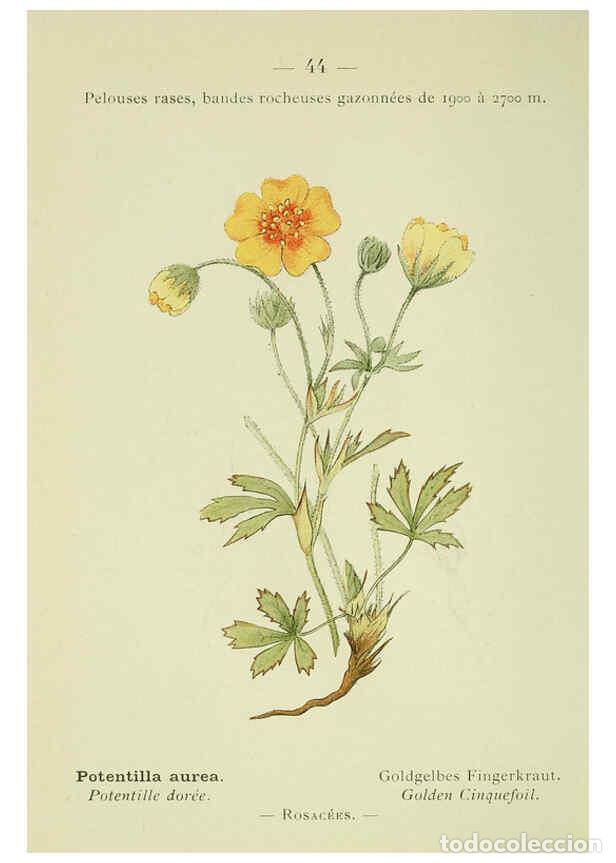 Collection Magazines and Newspapers: Reproducci&oacute;n/Reproduction 6298806190: Nouvelle flore colori&eacute;e de poche des Alpes et des Pyr&eacute;n&eacute;es. v.