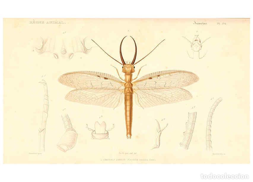 Collection Magazines and Newspapers: Reproducci&oacute;n/Reproduction 6299064946: Le r&egrave;gne animal distribu&eacute; d'apr&egrave;s son organisation. v.6-7. pt.