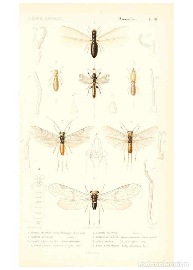 Collezionismo di Riviste e Giornali: Reproducci&oacute;n/Reproduction 6298533131: Le r&egrave;gne animal distribu&eacute; d'apr&egrave;s son organisation. v.6-7. pt.