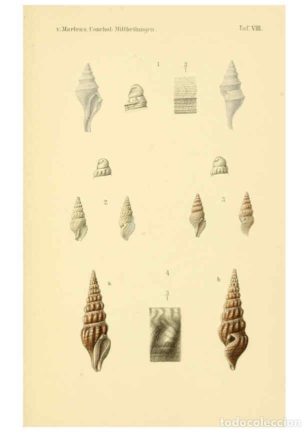 Collezionismo di Riviste e Giornali: Reproducci&oacute;n/Reproduction 6298952334: Conchologische Mittheilungen als Fortsetzung der Novitates con