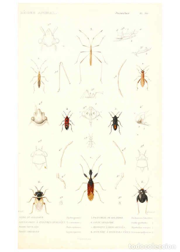 Collezionismo di Riviste e Giornali: Reproducci&oacute;n/Reproduction 6298528865: Le r&egrave;gne animal distribu&eacute; d'apr&egrave;s son organisation. v.6-7. pt.