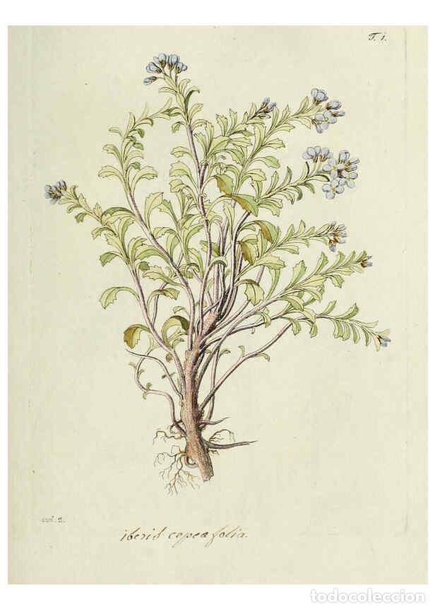 Collezionismo di Riviste e Giornali: Reproducci&oacute;n/Reproduction 6298669329: Nicolai Josephi Jacquin Miscellanea austriaca ad botanicam, ch