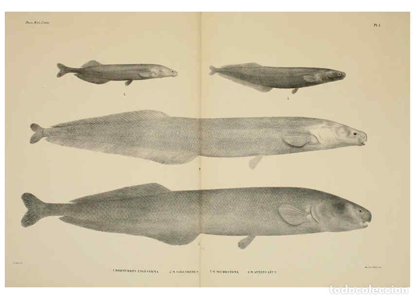 Collezionismo di Riviste e Giornali: Reproducci&oacute;n/Reproduction 6298589331: Mat&eacute;riaux pour la faune du Congo : Poissons nouveaux. ser.1:t.