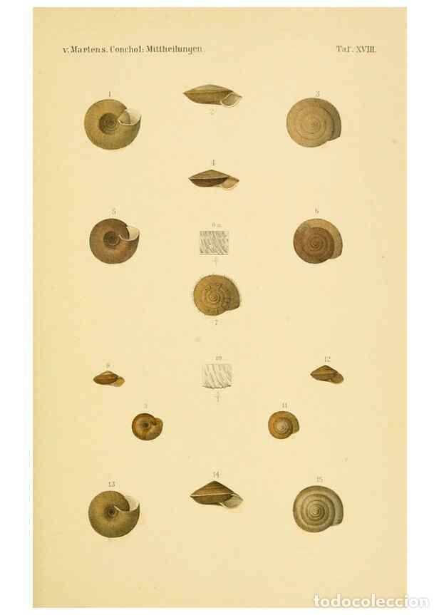Collezionismo di Riviste e Giornali: Reproducci&oacute;n/Reproduction 6298423821: Conchologische Mittheilungen als Fortsetzung der Novitates con