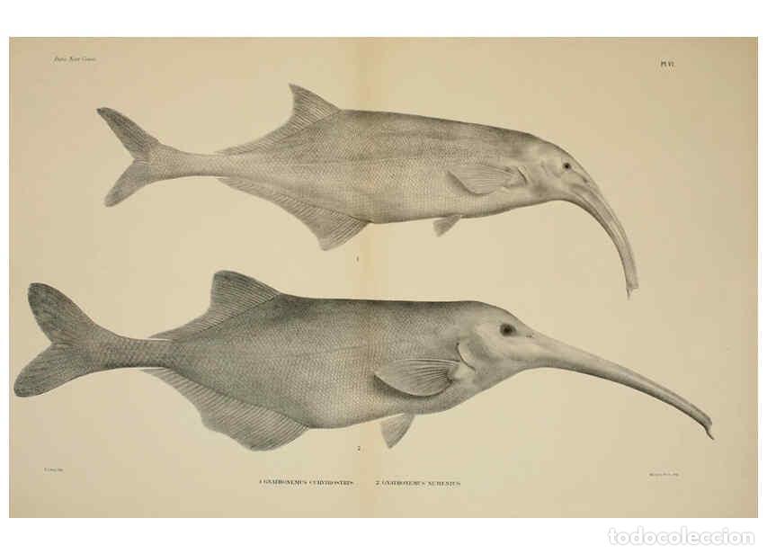 Collezionismo di Riviste e Giornali: Reproducci&oacute;n/Reproduction 6299123032: Mat&eacute;riaux pour la faune du Congo : Poissons nouveaux. ser.1:t.