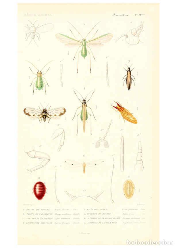 Collezionismo di Riviste e Giornali: Reproducci&oacute;n/Reproduction 6299063874: Le r&egrave;gne animal distribu&eacute; d'apr&egrave;s son organisation. v.6-7. pt.