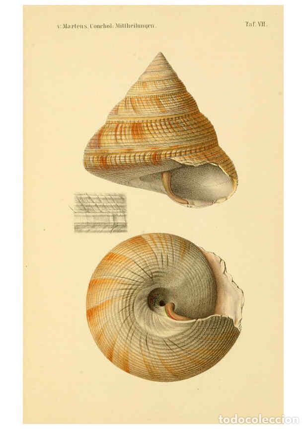 Collezionismo di Riviste e Giornali: Reproducci&oacute;n/Reproduction 6298420743: Conchologische Mittheilungen als Fortsetzung der Novitates con