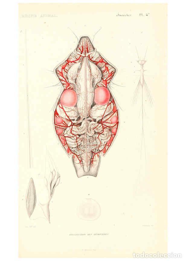 Collezionismo di Riviste e Giornali: Reproducci&oacute;n/Reproduction 6299060222: Le r&egrave;gne animal distribu&eacute; d'apr&egrave;s son organisation. v.6-7. pt.