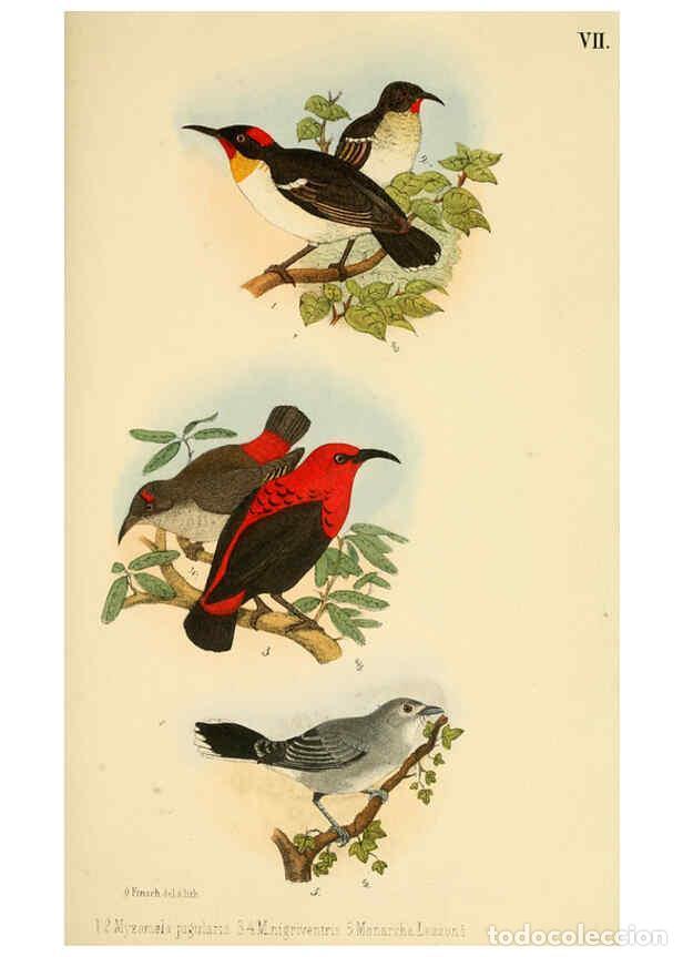 Collezionismo di Riviste e Giornali: Reproducci&oacute;n/Reproduction 6298633323: Beitrag zur fauna Centralpolynesiens. Ornithologie der Viti-,