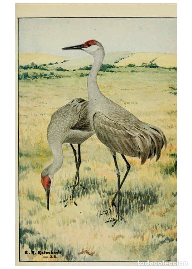 Collezionismo di Riviste e Giornali: Reproducci&oacute;n/Reproduction 6298876978: Knowing birds through stories New York: Funk & Wagnalls compan