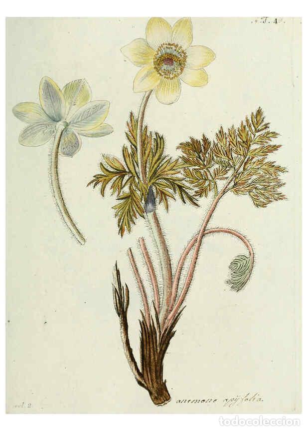 Collezionismo di Riviste e Giornali: Reproducci&oacute;n/Reproduction 6299203454: Nicolai Josephi Jacquin Miscellanea austriaca ad botanicam, ch