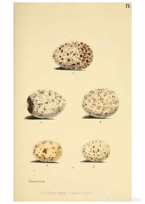 Collezionismo di Riviste e Giornali: Reproducci&oacute;n/Reproduction 6299164616: Beitrag zur fauna Centralpolynesiens. Ornithologie der Viti-,