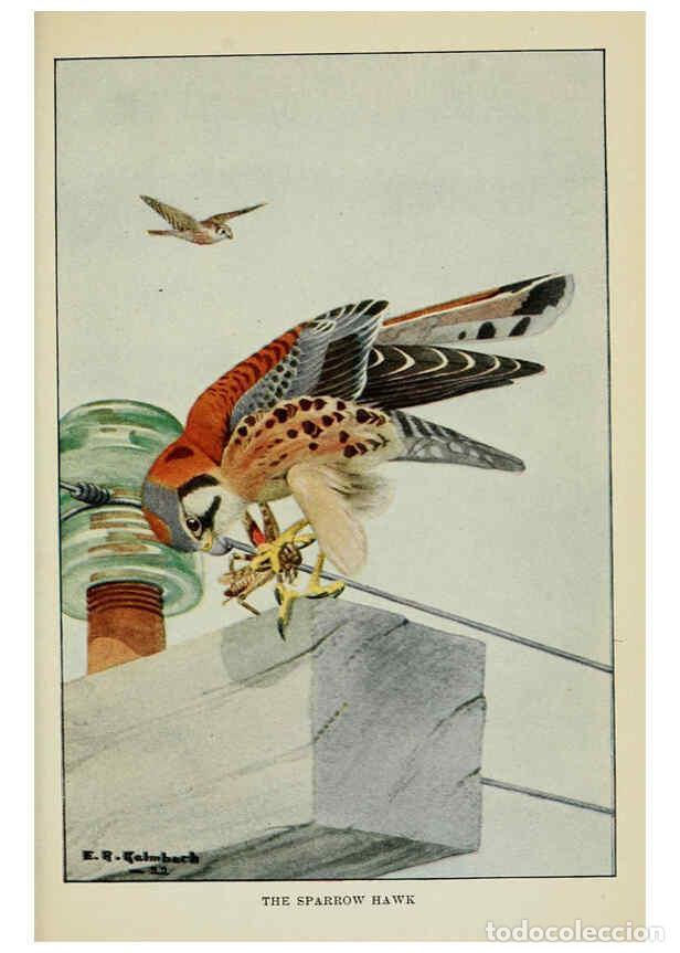 Collezionismo di Riviste e Giornali: Reproducci&oacute;n/Reproduction 6298878664: Knowing birds through stories New York: Funk & Wagnalls compan