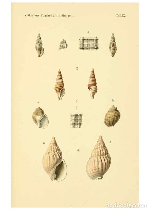Collezionismo di Riviste e Giornali: Reproducci&oacute;n/Reproduction 6298952568: Conchologische Mittheilungen als Fortsetzung der Novitates con