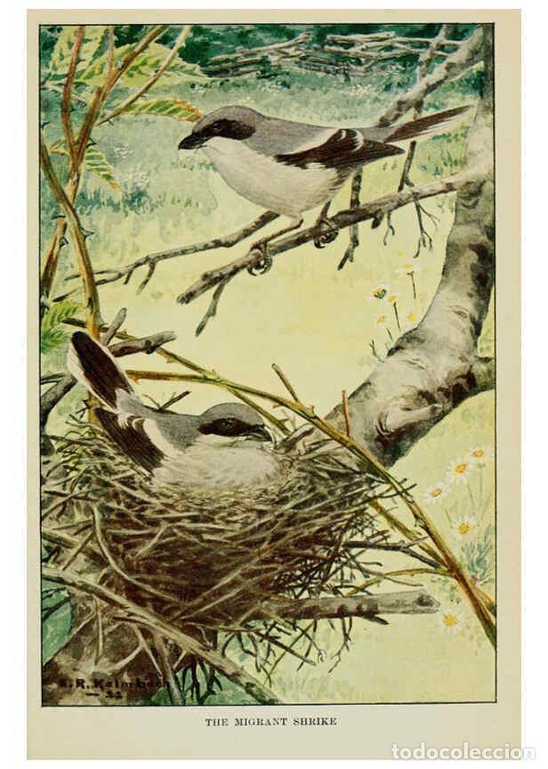 Collezionismo di Riviste e Giornali: Reproducci&oacute;n/Reproduction 6298349101: Knowing birds through stories New York: Funk & Wagnalls compan